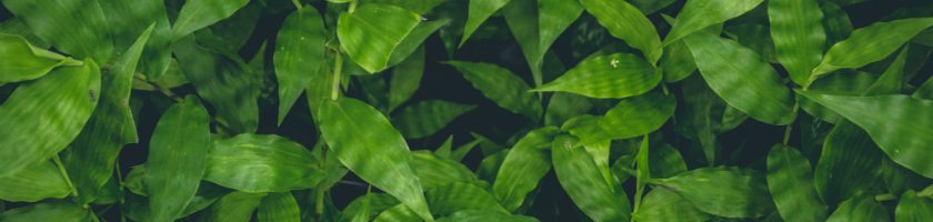 Votre imprimeur agit pour l’environnement Guebwiller