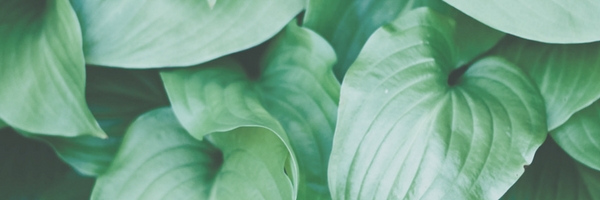 Les sachets Nature Bag® : Une révolution pour vos produits Sélestat